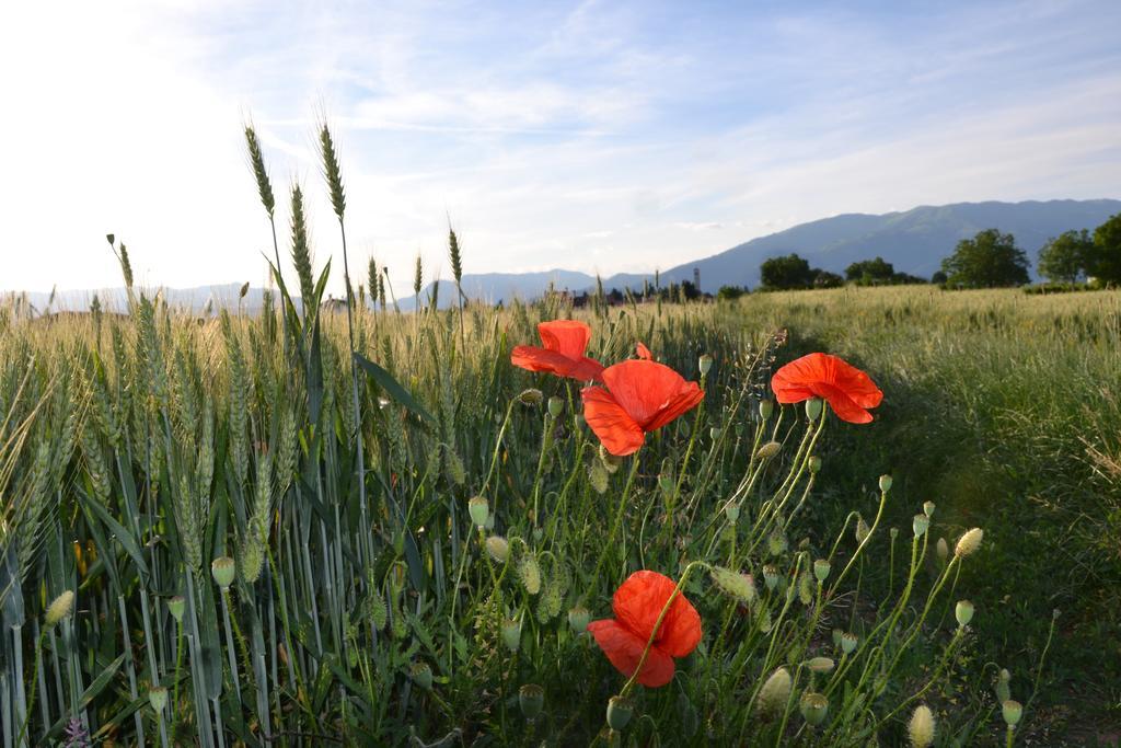 Crocetta del Montello Bed And Breakfast Villa Novella المظهر الخارجي الصورة